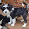 MOLLY sucht liebevolle Familie