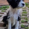 MOLLY sucht liebevolle Familie
