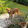 Sissy, verschmust und wundervoll