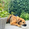 Sissy, verschmust und wundervoll