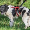 Möchten Sie Peppe adoptieren?