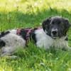 Möchten Sie Peppe adoptieren?