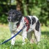 Möchten Sie Peppe adoptieren?