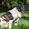 Möchten Sie Peppe adoptieren?