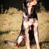 Ari sucht dringend ein neues Zuhause