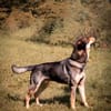 Ari sucht dringend ein neues Zuhause
