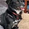 Adria - 5 Kilo, ein Bürohund gewesen