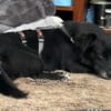 Adria - 5 Kilo, ein Bürohund gewesen