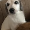 Cayla, geb. ca 05/2024, 54647 Dudeldorf