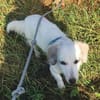 Cayla, geb. ca 05/2024, 54647 Dudeldorf