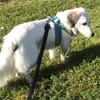 Cayla, geb. ca 05/2024, 54647 Dudeldorf