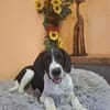 LIBY ein hübsches Hundemädchen