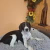 LIBY ein hübsches Hundemädchen