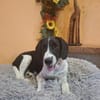 LIBY ein hübsches Hundemädchen