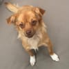 Holana, geb. ca 05/2024, 54647 Dudeldorf