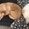 Holana, geb. ca 05/2024, 54647 Dudeldorf