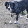 Anima, freundliches Hundefräulein