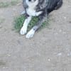 Anima, freundliches Hundefräulein