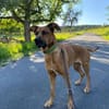 Tilly sucht ein Zuhause