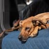 Tilly sucht ein Zuhause