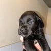 Baloo "En cours d'adoption"