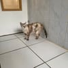 Pocket [FIV+]