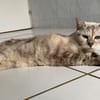 Pocket [FIV+]