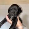 Mowgli (En cours d'adoption)