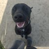 DIEGO