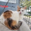 Tulipe