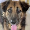 Bobby, le fidèle compagnon