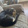 Rex