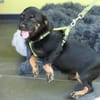 Candy sucht liebevolles zu Hause...