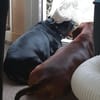 Brita sucht ihr Für-immer-Zuhause