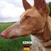Xenon - fröhlich und sozial