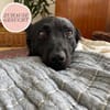 Ruhige MÉRIDA sucht ihr Zuhause ❤