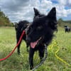 Ruhige MÉRIDA sucht ihr Zuhause ❤