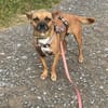 Kleine Nelly sucht Herz & Sofa