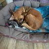 Kleine Nelly sucht Herz & Sofa