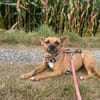 Kleine Nelly sucht Herz & Sofa