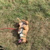 Kleine Nelly sucht Herz & Sofa