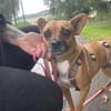 Kleine Nelly sucht Herz & Sofa