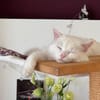 Miila Türkisch Angora Katze sucht!