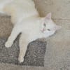Miila Türkisch Angora Katze sucht!