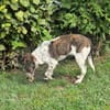 Spike wartet in 97513 Michelau