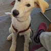Carlo, geb. ca. 03/2025, 87763 Lautrach