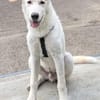 Carlo, geb. ca. 03/2025, 87763 Lautrach