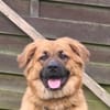 Patch sucht sein Zuhause