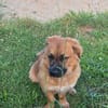 Patch sucht sein Zuhause