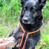 ELISA - bildhübsche Wasserratte